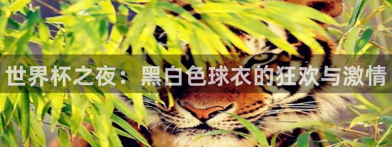 美国世界杯：世界杯之夜：黑白色球衣的狂欢与激情