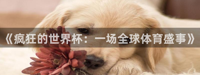 看世界杯：《疯狂的世界杯：一场全球体育盛事》