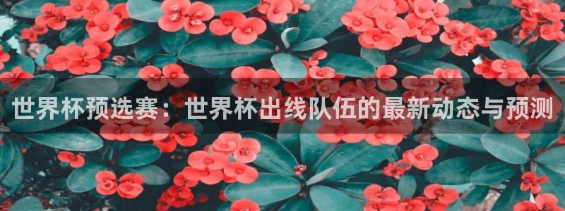 世界杯 赛程：世界杯预选赛：世界杯出线队伍的最新动态与预测
